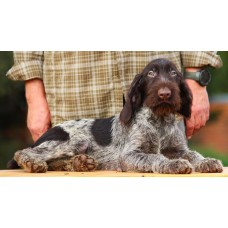 Породистый щенок из помета П кобель №5 породы дратхаар Породистый щенок из помета П кобель №5 породы дратхаар